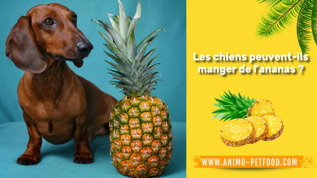 les-chiens-peuvent-ils-manger-de-l-ananas